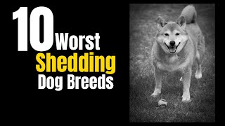 10 Worst Shedding Dog Breeds And General Tips For Managing Shedding In All Breeds [upl. by Granger462]