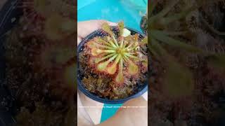 Bahas drosera capillaris burmanni dan dll drosera [upl. by Sivat]