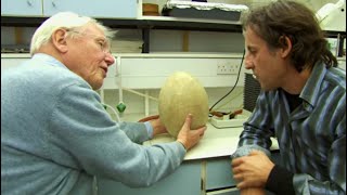 This Ancient Egg is Over 1000 Years Old  Attenborough and the Giant Egg  BBC Earth [upl. by Ahsatniuq]