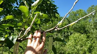 Grafting Multiple Apple Varieties On A Single Tree [upl. by Elle]