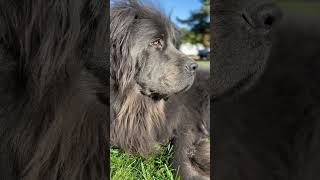 The incredible Newfoundland dog Winston Churchill newfoundland [upl. by Haswell]