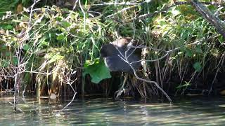 Entretien du plumage pour la Gallinule pouledeau juvénille  Gallinula chloropus [upl. by Leemaj]