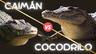 COCODRILO Y CAIMAN ¿Son el mismo ANIMAL [upl. by Anawyt]