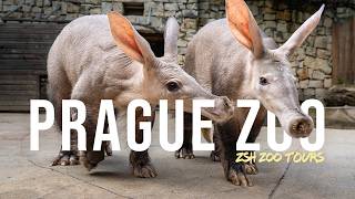 Prague Zoo Tour  Europes Best Conservation Zoo [upl. by Sukin719]