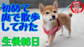 【豆柴ポン太くん】生後８６日 初めての散歩（自宅の庭） Shiba inu puppy [upl. by Nedlog618]