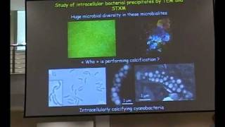 Lecture on Stromatolites part II [upl. by Llednahs]