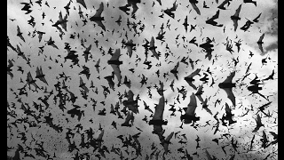 Millions of Bats Flying Out Of Cave [upl. by Edals]