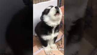 This Baby Husky Howling and Barking Like Crazy Is the CUTEST Thing Ever [upl. by Anivahs]