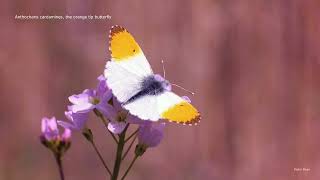 Anthocharis cardamines the Orange Tip butterfly [upl. by Pepita991]