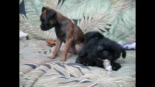 Guilty Brussels Griffon Puppy [upl. by Naujed372]