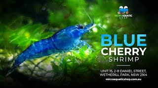 Vibrant Blue Cherry Shrimp Care Tips and Tricks [upl. by Averil377]