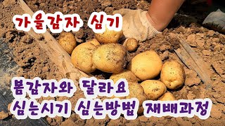 가을감자 텃밭에 심기 봄감자 심기와 다른점 [upl. by Rola]