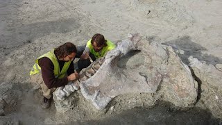 Une nouvelle espèce de dinosaure découverte en Espagne [upl. by Riegel]