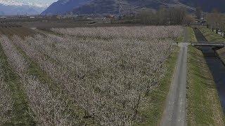 Valais Abricotiers en fleurs Drone vision Switzerland [upl. by Northington773]