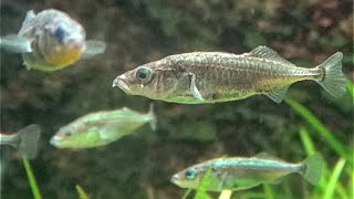 イトヨ Threespined Stickleback Gasterosteus aculeatus [upl. by Kam53]