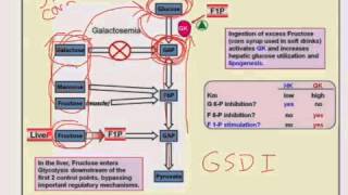 Other Sugars in Glycolysis [upl. by Edva]