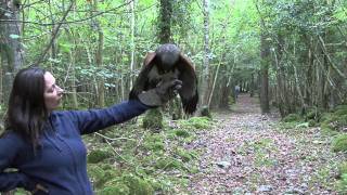 Falconry at Dromoland [upl. by Hogle]