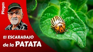 ESCARABAJO DE LA PATATA cómo tratar el escarabajo de las papas [upl. by Selrac]