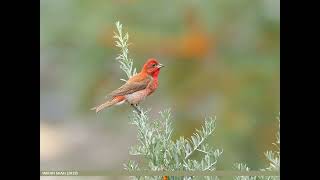 Песня обыкновенной чечевицы Carpodacus erythrinus [upl. by Airdnassac]