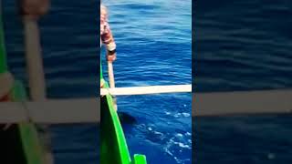 MahiMahi 9th Behave Hookedup fishing catch seafood satisfying fish trend sea [upl. by Anoif277]