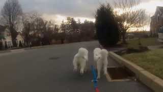 Samoyed Dryland Dog Sled Training Run [upl. by Orola]