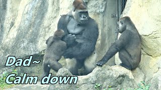 Episode  6 Gorilla Tayaris little fight back to Djeeco  Tayari小小的反擊 [upl. by Enyad]