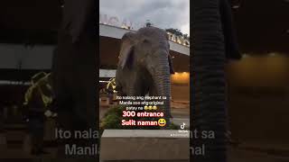 New Manila zoo 2024 highlights manilazoo [upl. by Critchfield]