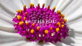 Senetti® White Red Heart Sene Niregoku [upl. by Fadil]