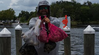 2022 Homosassa scalloping  What you need to be successful short [upl. by Laitselec851]