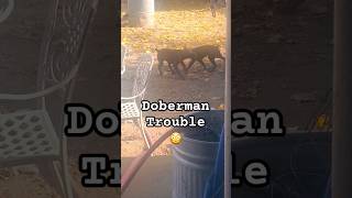 Doberman Pinscher Puppies trouble doubletrouble2 puppyplaying funvideo dobbies traviesos [upl. by Nahta]