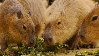 カピバラのもぐもぐ音を拝聴（２）  Capybara Chewing Sound [upl. by Jasmine]