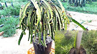 Dragon Fruit  The process of growing and developing dragon fruit trees is extremely effective [upl. by Diet]