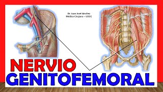 🥇 Anatomía del NERVIO GENITOFEMORAL Genitocrural ¡Explicación Fácil y Sencilla [upl. by Ariahaj]