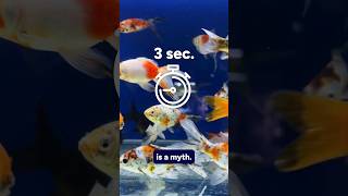 Do goldfish really have a 3second memory [upl. by Chevalier980]