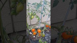 orange tomatoes berkebun gardening [upl. by Stclair]