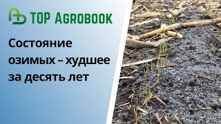 Состояние озимых – худшее за десять лет  TOP Agrobook обзор аграрных новостей [upl. by Arndt]