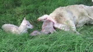 1ère VIDÉO de la NAISSANCE de FAONS BLANCS JUMEAUX [upl. by Estrin600]