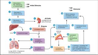 The ReninAngiotensinAldosterone RAAS Pathway EXPLAINED [upl. by Nuyh]