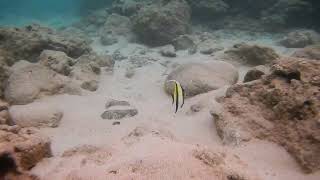 Moorish Idol Sharks Cove Oahu David Gair 14062508682 [upl. by Nageek]