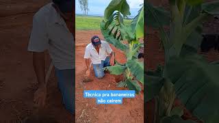 Como plantar bananeiras pra que elas não caiam banana plantas dicas [upl. by Aniloj]