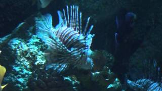 Volitans Lionfish Pterois volitans  Tropical Fish [upl. by Kcirret451]