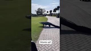 Florida Golf Is Different [upl. by Hpejsoj]