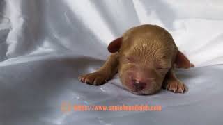 One week old toy poodle puppies [upl. by Devinne379]