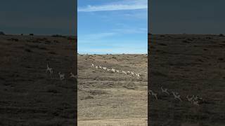 Pronghorn Antelope running wild🎶 animals nature antelopes wildlife [upl. by Rainwater]