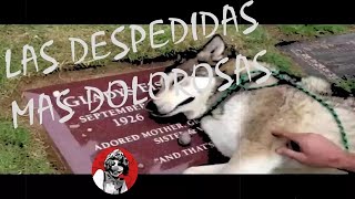 Las Despedidas más dolorosas y desgarradoras de animales LAS MEJORES de Oscar Jack [upl. by Esirehs]