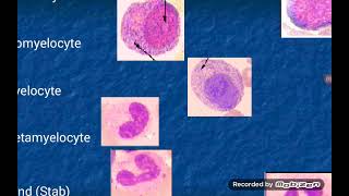 Leukopoiesis formation of White Blood Cells [upl. by Aneehsar]