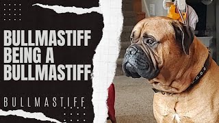 Bullmastiff Life [upl. by Rodmur]