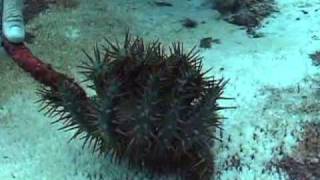 CrownofThorns Starfish [upl. by Nerraj]