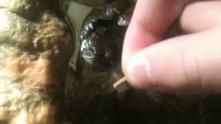 How to hand feed your red eared sliders [upl. by Ikkaj652]