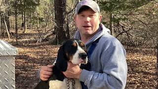 Coon Hunting UKC Winter Classic in Batesville Mississippi with Preacher [upl. by Clifford]